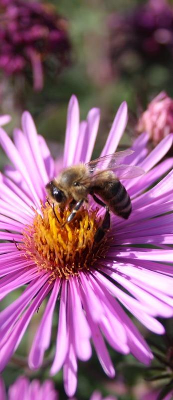 PROGRAMM Imkerorganisationen Bienenhaltung in Kärnten Geschichte der Imkerei Voraussetzungen für die Imkerei Grundsätze im Umgang mit Bienen
