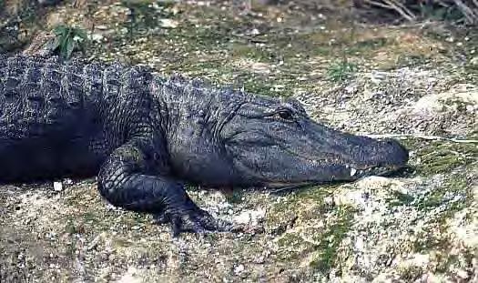 Amerikanischer Alligator Eiertemperatur 30 C - alle Nachkommen