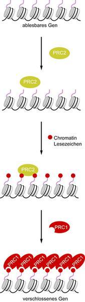 Der Chrom atin-kom plex der Polycom b-gruppe, PRC2, wird zu einem Gen rekrutiert und setzt dort ein Lesezeichen, indem eine Am inosäure des Histon 3 Proteins chem isch verändert wird.