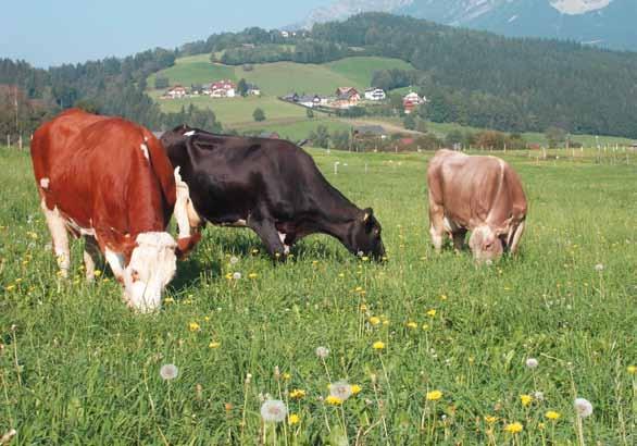 Unsere Kulturlandschaft braucht die Rinderbauern Die sinnvollste Verwertung von Grünland erfolgt durch den Wiederkäuer.