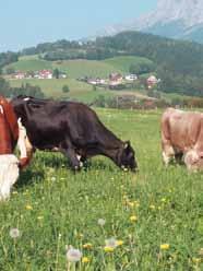 000 ha Grünfutterflächen werden über den Wiederkäuermagen veredelt und 9000 Almen von rund 270.000 Rindern bestoßen.