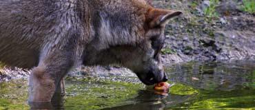 Foto: W. Büttner Wolf und Mensch Sind Wölfe für Menschen gefährlich? Jungwölfe lernen von ihren Eltern, welche Nahrung (Wild, Aas, Früchte) gefressen werden kann.