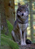 Wölfe kommen auch in waldlosen Steppenlandschaften, Tundren oder Feldlandschaften vor. Benötigt werden lediglich ein ausreichendes Nahrungsangebot sowie ein ruhiger Bereich zur Welpenaufzucht.