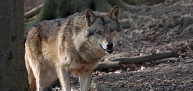 Wichtig ist daher, dass Weidetiere von allen Seiten umzäunt sind. Gräben oder Bäche sind für den Wolf kein Hindernis! In Niedersachsen ist der NLWKN für den Herdenschutz zuständig.