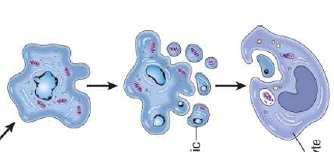 Bei der Nekrose ist (d) eine vermehrte Eosinophilie und ein Aufblähen der Zelle und des Kerns erkennbar, bevor es (e) zur Zelllyse kommt und die zellulären Bestandteile in das umliegende Gewebe