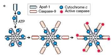 1 Einleitung 8 Apaf-1, Cytochrom c und Caspase 9 bilden einen Komplex, das Apoptosom, das eine radfömige dreidimensionale Struktur aufweist und in dem die Procaspase 9 aktiviert wird (Abb.