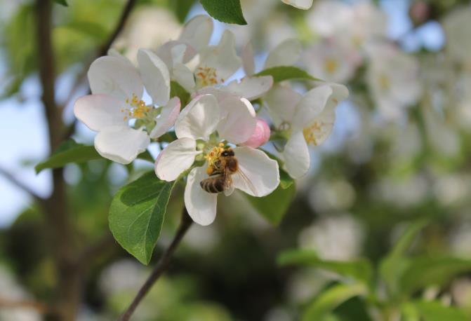 Allgemeine Informationen über das Leben der Bienen Bienen haben insgesamt 3 Wohnorte.