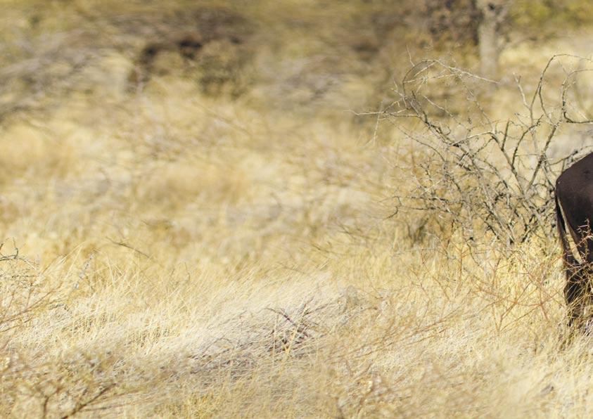 Die Antilopenjagd in Afrika ist eine sehr anspruchsvolle Jagd mit ständig wechselnden Situationen und Schussentfernungen.