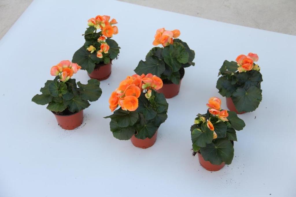 Pflanzen in KW 03 beim Einsatz von Keramik-Metallhalogendampflampen bei Begonia Cv. Elatior-Grp.