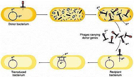 Phage-mediierter Gentransfer: generelle Transduktion Rekombination der Phage DNA mit chromosomalen Gene kann einen transduzierenden Phages erschaffen.