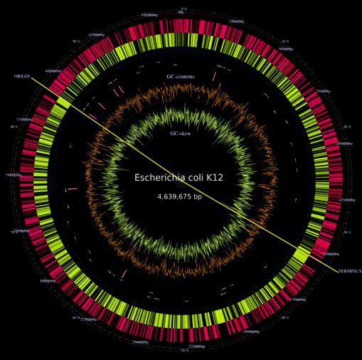 Zirkuläre Genomkarte der Bakterien Der äußere Ring (rot): Gene auf dem W Strang der DNA Gelber Ring: Gene euf dem komplementären (C) Strang.