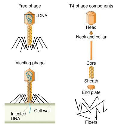 Genetik der Bakteriophagen Bakteriophagen: Viren der Bakterien Virus: Giftstoff Manche der wichtigsten und