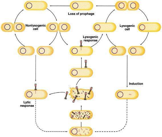 Der Lebenszyklus der Phagen Lysogene Infektion: Phage DNA Integriert sich in das bakteriale Chromosom und wird mit der bakterialen
