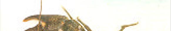 Steinkrebs (Austropotamobius torrentium) Grösse: bis 11 cm Körperlänge Färbung: meist olivgrün,