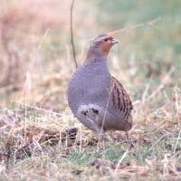 Analyse des Status quo II BirdLife Europe, News, Tue, Jul 17, 2012 300 million farmland birds lost since 1980 How many more must we lose before changing course on the CAP?