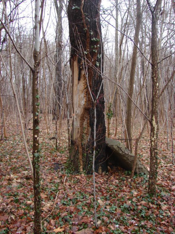 Baum-Nr.:3 Umfang: 2,25 m Bemerkungen: toter Baum Hinweise auf Käfer: ca.