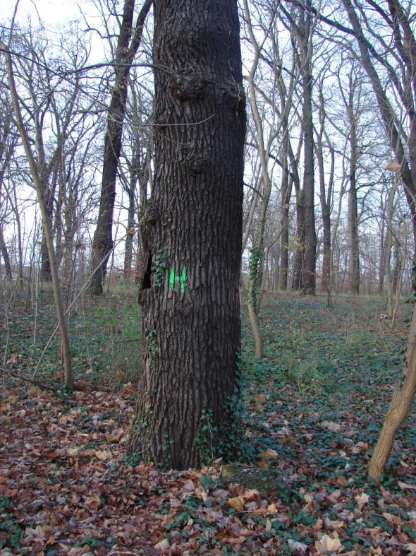 : 5 Umfang: 2,3 m Bemerkungen: absterbender Baum Hinweise auf Käfer: freiliegende Hakengänge,
