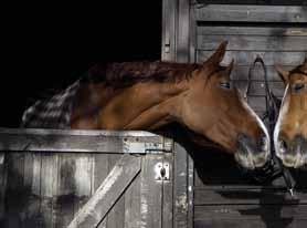 2006-2016 Ausbruch aus unverriegelter Pferdebox und Einfangversuch mit eigenem Pkw: Schadensersatz nur für beschädigtes Fahrzeug, nicht für das verunglückte Pferd von Dr.