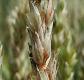 Getreideversuch Oberwil 2016 Im Frühjahr konnte vereinzelt auch der Echte Mehltau gefunden werden, der in der Praxis teilweise ein starkes Ausmass entwickelte, im Versuch jedoch bedeutungslos blieb.