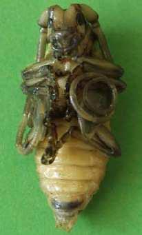Die Käfer bohren dazu mit ihren Mandibeln (Kauwerkzeuge) ein kreisrundes Ausbohrloch von 10 15 mm Durchmesser durch den