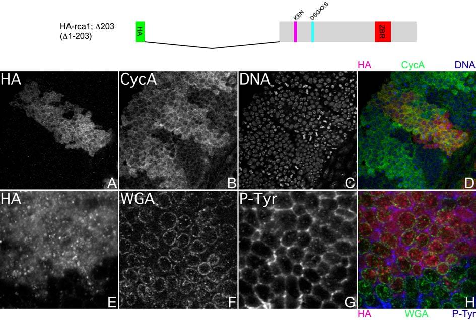 Ergebnisse Abb. 15 Lokalisierung von HA-rca1; 203 in Wildtyp Embryonen Obere Reihe (A D) Ausschnitt aus einem Embryo im 16. Zellzyklus gefärbt gegen HA; CyclinA (Zytoplasma) und DNA.