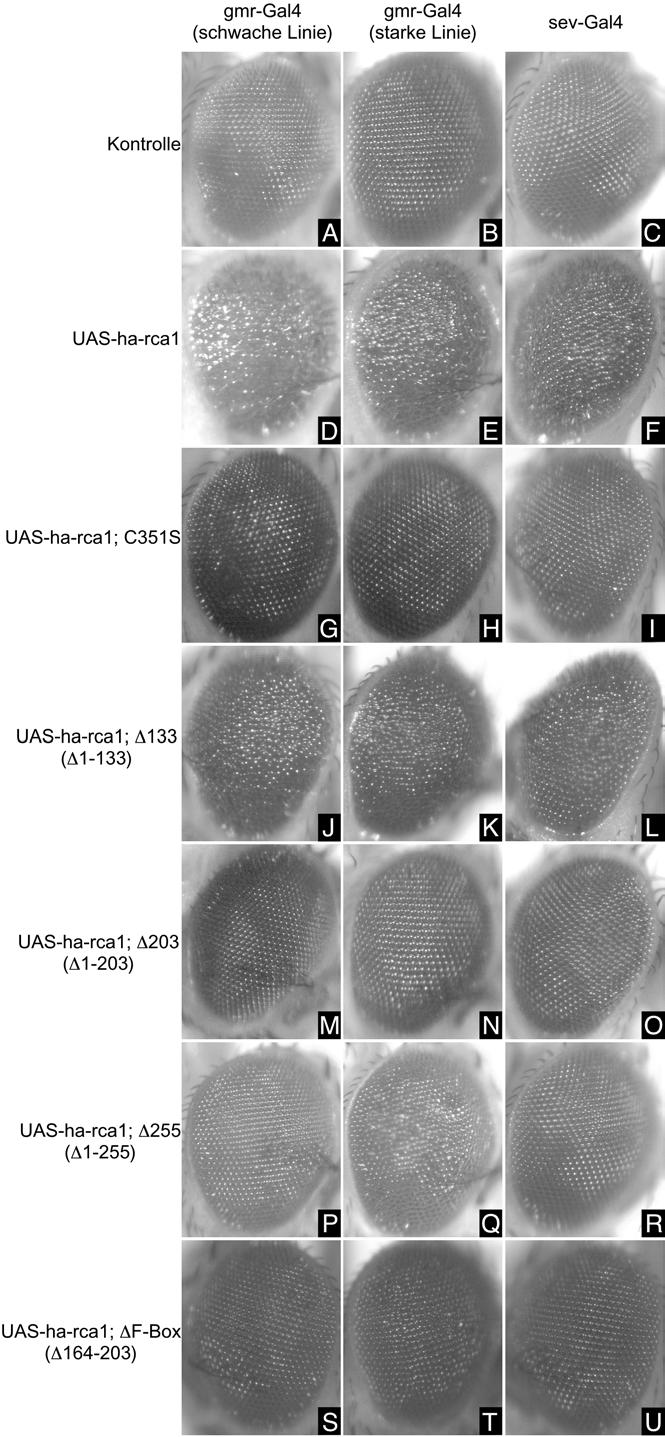 Ergebnisse Abb. 18 Überexpression der Rca1-Deletionskonstukte im Drosophila Auge. Für die Überexpression wurden zwei unterschiedlich starke gmr- Gal4-Linien, sowie die sevenless-gal4-linie verwendet.