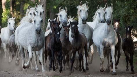 Sie sind begnadete Reiter und ihr wertvollster Besitz ist das Pferd, Ausdruck und Symbol von Schönheit, Freiheit, Kraft und Macht.