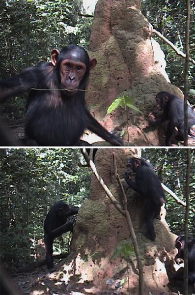 Bild oben: Ein junger Schim panse interessiert sich für die Kam era. Bild unten: derselbe Affe Minuten später beim Term itenfischen.