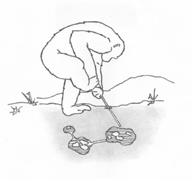 Schim pansen beim Term iten- Fischen. Mit einem anderen Werkzeugset gelangen die Affen an Termiten in unterirdischen Nestern ( Abb. 4).