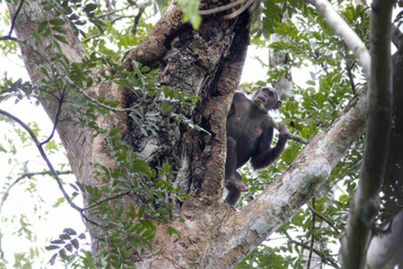 beweist, dass die Schimpansen im Goualougo-Dreieck über eines der größten und komplexesten Werkzeugrepertoires verfügen, das von wild lebenden Schimpansenpopulationen bekannt ist.