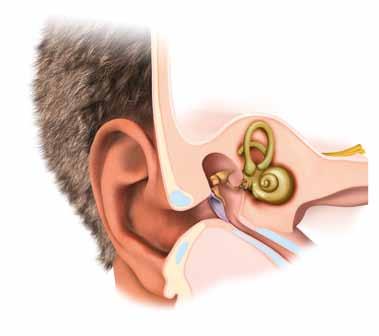 Wichtige Begriffe Am Anfang werden Ihnen viele Fachbegriffe aus der Hals-Nasen-Ohren (HNO)- Heilkunde unbekannt sein.