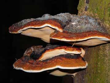 Pilze 51 Rotrandiger Baumschwamm Fomitopsis pinicola MERKMALE Der Pilz steht halbkreis- bis hufeisenförmig vom befallenen Holz ab.