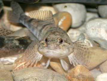 Fische 73 MERKMALE Die 12 16 cm lange, braungrau gescheckte Mühlkoppe hat einen großen, breiten Kopf und glatte, schuppenlose Haut.