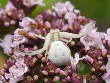 Spinnen 87 MERKMALE Die oft bunt gefärbten Tiere sind an den sehr langen vorderen beiden Beinpaaren zu erkennen. Meist haben sie bizarre Körperformen.