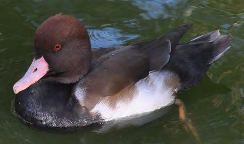 Die Kopffärbung und Rückenfärbung sind ähnlich der Kolbenente (auf dem Foto ist der Vogel teilweise im Schatten), erstere vielleicht geringfügig dunkler.