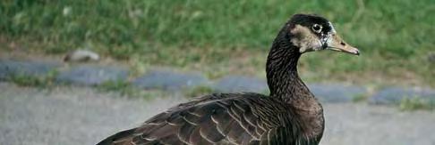 Meist zeigen die Vögel an Kopf und Hals eine verwaschene Kanadaganszeichnung mit einem hell graubraunen Kinnfleck, der etwas größer ausfällt als bei der Kanadagans und gegenüber den dunklen Bereichen