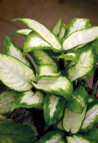Giftpflanzen im Haus Dieffenbachie hh (Dieffenbachia Hybriden) giftig: alle Pflanzenteile durch den Pflanzensaft Anzeichen: Es kommt zu einer starken Hautreizung.