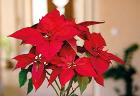 Giftpflanzen im Haus Weihnachtsstern h (Euphorbia pulcherrima) giftig: vor allem der austretende Milchsaft Anzeichen: Erbrechen und Durchfall.