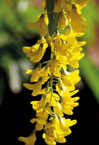 Engelstrompete hhh (Brugmansia suoveolens) giftig: alle Pflanzenteile, vor allem während der Blütezeit Anzeichen: Bald nach dem Verzehr können ein allgemeiner
