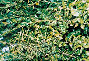 Buchsbaum h (Buxus sempervirens) giftig: vor allem Rinde, Blätter, Früchte Anzeichen: