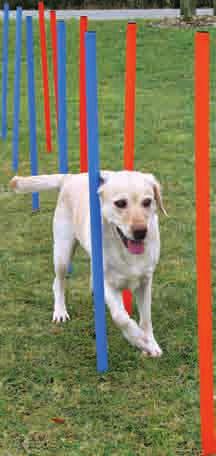 Übungsheft mit Tipps und Tricks für das optimale Training Dog Activity Agility Hürde aus Kunststoff, 123 x 115cm,