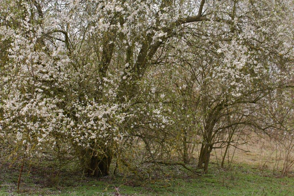 Die Kirschpflaume oder Myrobalane (Prunus cerasifera) gehört wie die meisten unserer Obstgehölze zur Familie der Rosengewäche (ROSACEAE). Sie bildet Sträucher oder niedrige Bäume.