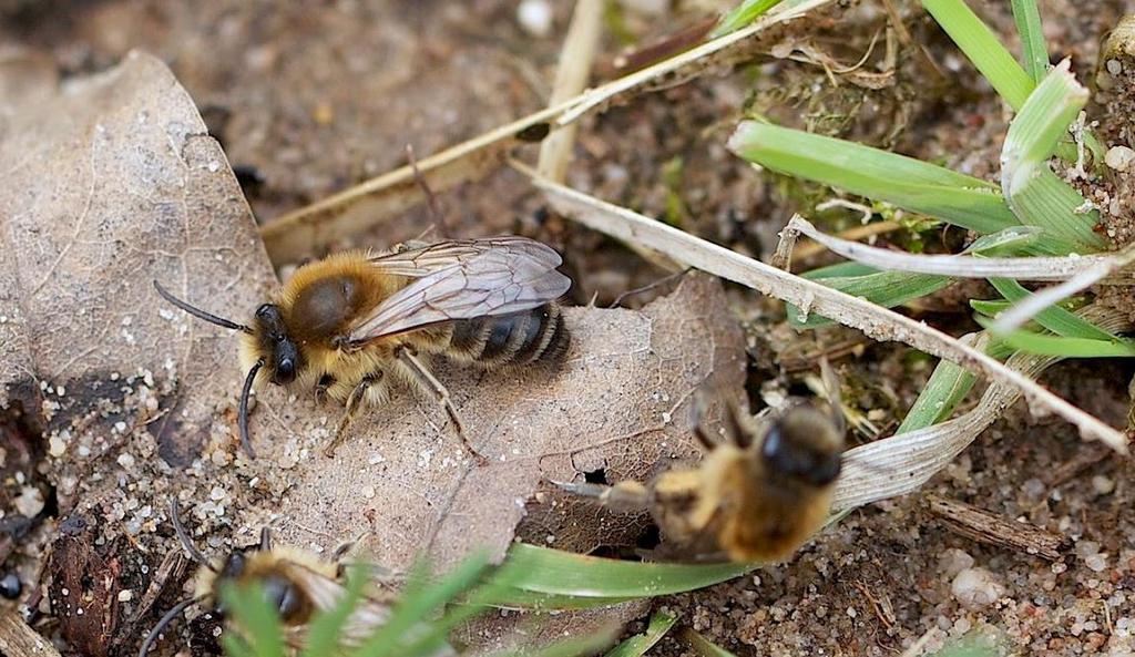 Bei den Bienen auf dem nachfolgenden Bild handelt es sich nicht um Honigbienen, sondern um die Frühlings-Seidenbiene (Colletes cunicularius). Familie: Seidenbienen (COLLETIDAE).