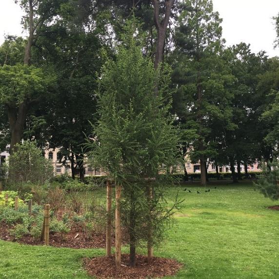 RSF zwei Bäume im Hofgarten Eine Blutbuche und eine