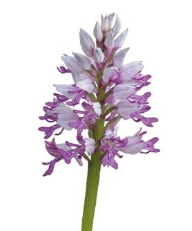Erkennungsmerkmale der Orchideen "Ansehen immer abpflücken nie" Gefährdung und Schutz heimischer Orchideen In der freien Natur erscheint die Vielfalt der Pflanzenarten oftmals unübersichtlich.