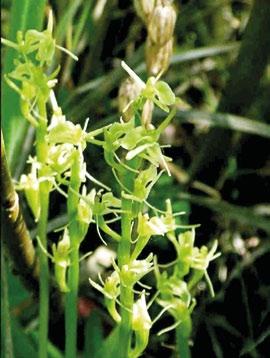Namensgeber dieser Pflanzenfamilie sind die zwei hodenförmigen Wurzelknollen beim Knabenkraut, die als Speicher und Überwinterungsorgan dienen.