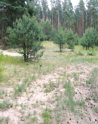 Häufig wurden in Oberhavel solche Standorte als Naturschutzgebiet oder Flächennaturdenkmal unter Schutz gestellt. Kalktrockenrasen Sie sind in unserer eiszeitlich geprägten Landschaft eher selten.