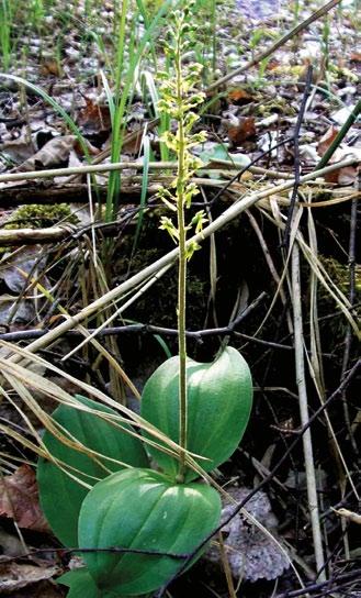 Großes Zweiblatt Auf wechselfeuchten Pfeifengraswiesen und in Laubwäldern kann man dem Großen Zweiblatt (Listera ovata) begegnen.