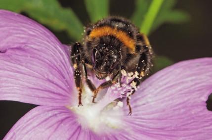 6 Mit Pollen eingepudert Warum fliegen Insekten auf Blüten? Bestimmt hast du schon einmal einen Schmetterling, eine Hummel oder einen Käfer auf einer Blüte landen sehen.