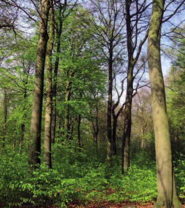 Der Wald ist die Seele der Deutschen und dieses Buch führt uns hinein in dessen Bedeutung, in dem Dierk Tielking zur Geschichte und Aufgabe des Forstamtes ein spannendes Buch von 278 Seiten